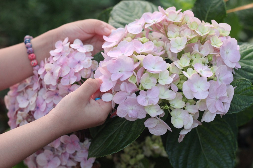 Day 23: Xứ sở màu hồng của những điều vĩnh&nbsp;cửu